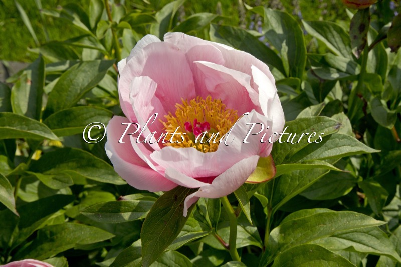 Paeonia ‘Soft Salmon Saucer’