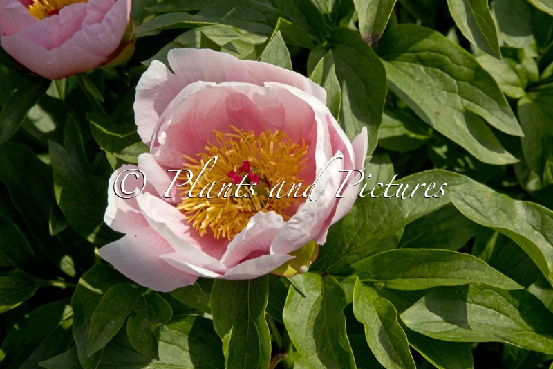 Paeonia ‘Soft Salmon Saucer’