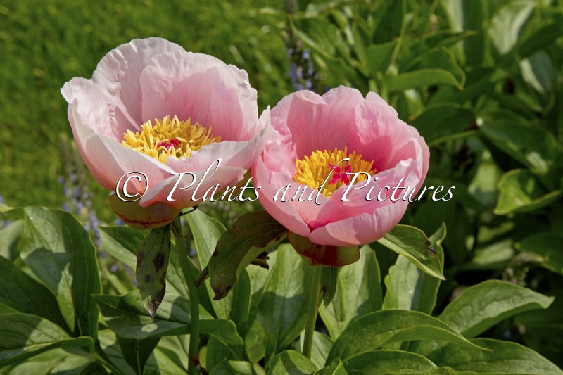 Paeonia ‘Soft Salmon Saucer’