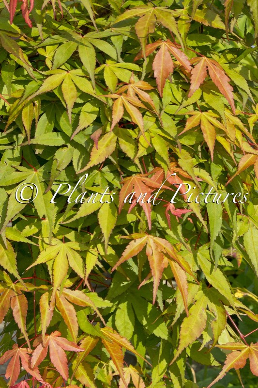 Acer palmatum ‘Sonkoot6’ (CASCADE RUBY)