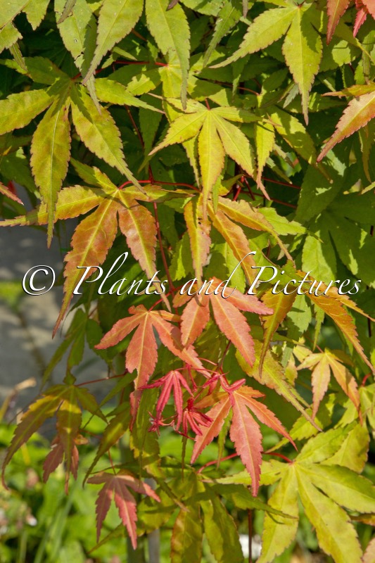 Acer palmatum ‘Sonkoot6’ (CASCADE RUBY)