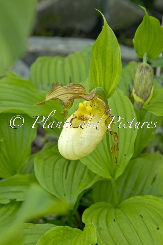 Cypripedium ‘Kentucky Max’