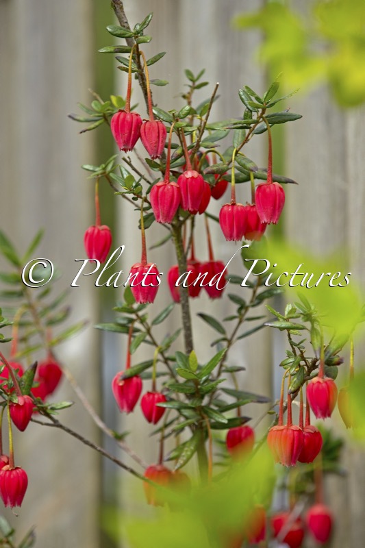Crinodendron hookerianum