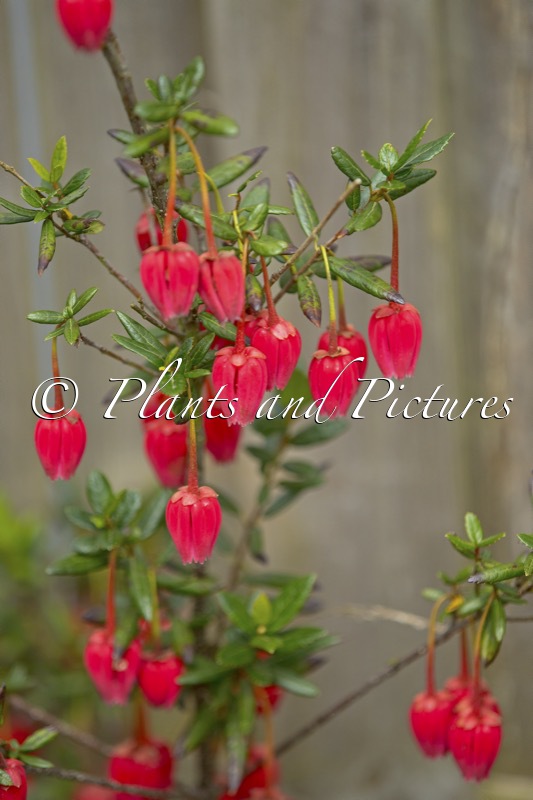 Crinodendron hookerianum