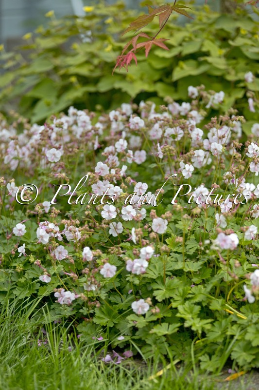 Geranium cantabrigiense ‘Biokovo’