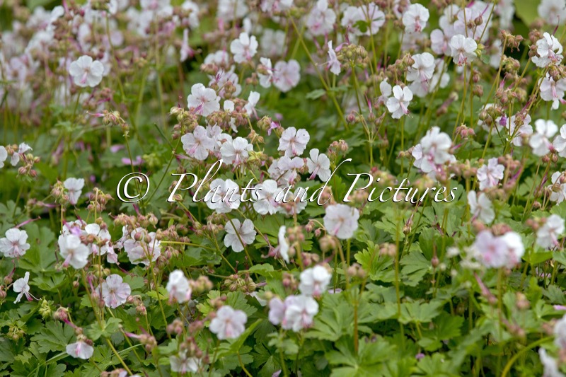 Geranium cantabrigiense ‘Biokovo’