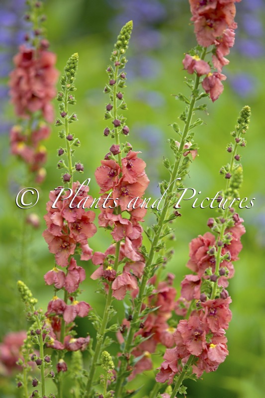 Verbascum ‘Petra’