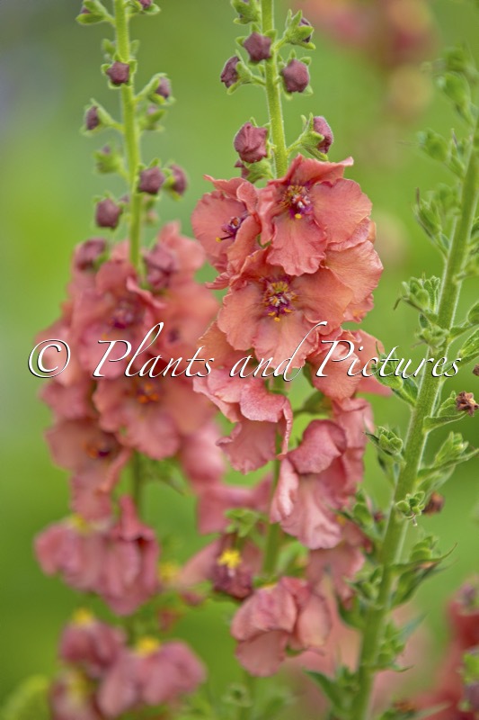 Verbascum ‘Petra’