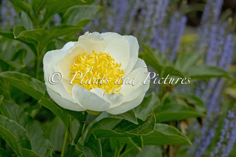 Paeonia ‘Jan van Leeuwen’