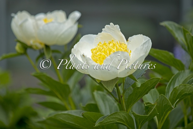 Paeonia ‘Jan van Leeuwen’