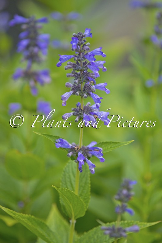 Nepeta ‘Bocombsky’ (MR BLUE SKY)