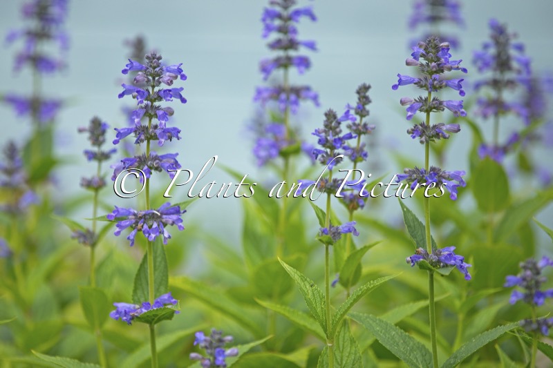 Nepeta ‘Bocombsky’ (MR BLUE SKY)
