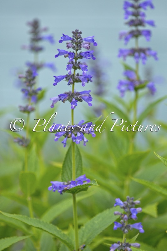 Nepeta ‘Bocombsky’ (MR BLUE SKY)