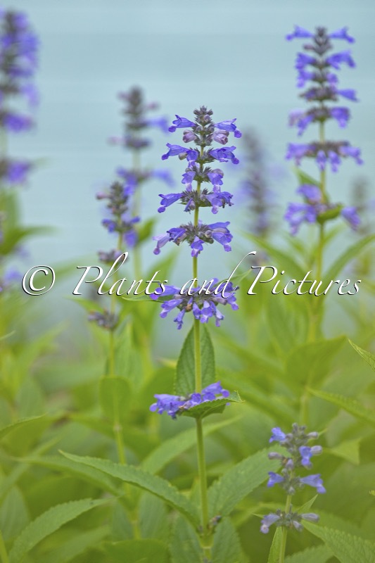 Nepeta ‘Bocombsky’ (MR BLUE SKY)