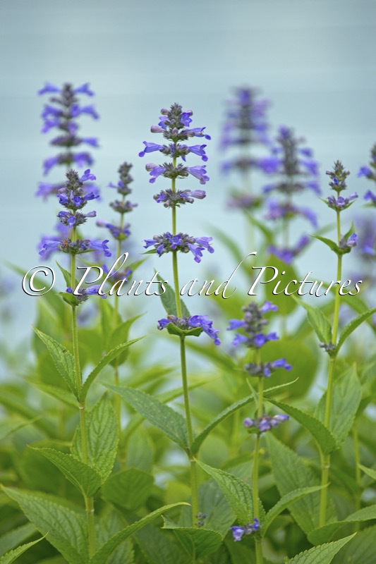 Nepeta ‘Bocombsky’ (MR BLUE SKY)