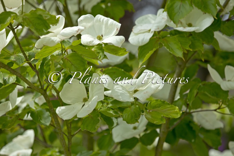 Cornus ‘KN30 8’ (VENUS)