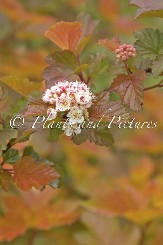 Physocarpus opulifolius ‘LP1’ (MAGIC BALL)