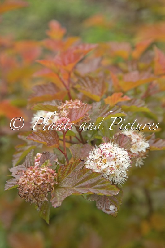Physocarpus opulifolius ‘LP1’ (MAGIC BALL)
