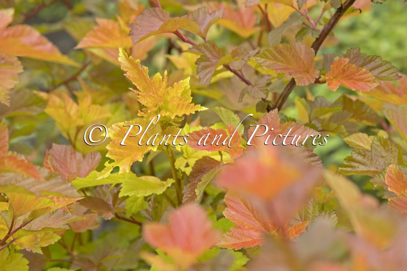 Physocarpus opulifolius ‘LP1’ (MAGIC BALL)