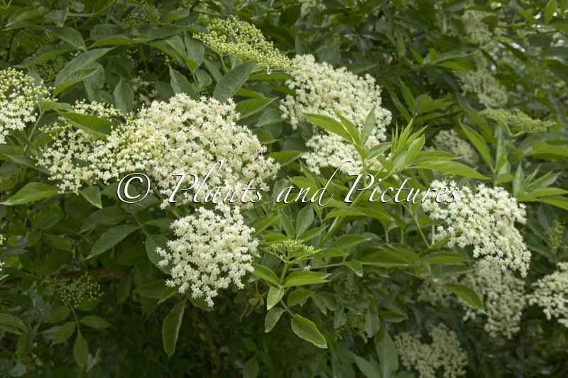 Sambucus nigra