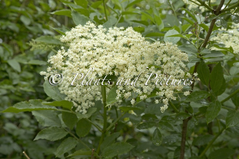 Sambucus nigra