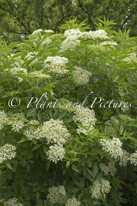 Sambucus nigra