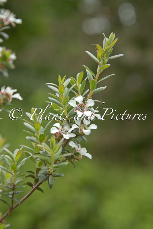 Leptospermum scoparium ‘Lowgardens Select’