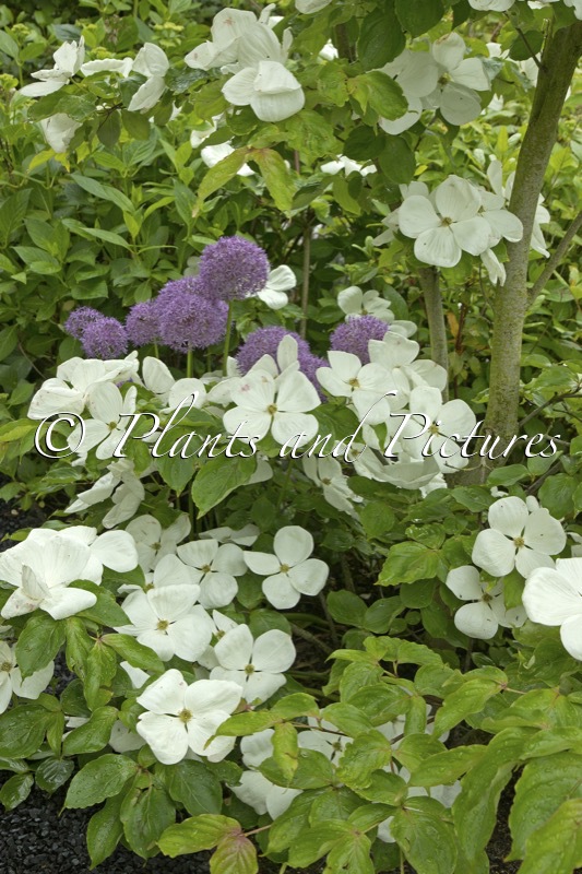 Cornus ‘KN30 8’ (VENUS)