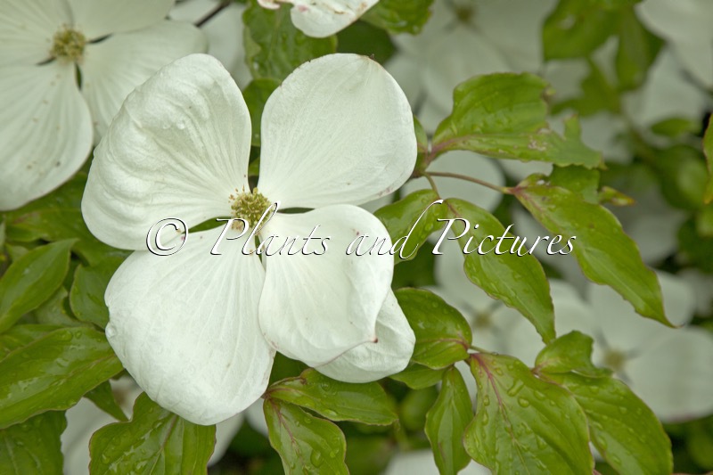 Cornus ‘KN30 8’ (VENUS)
