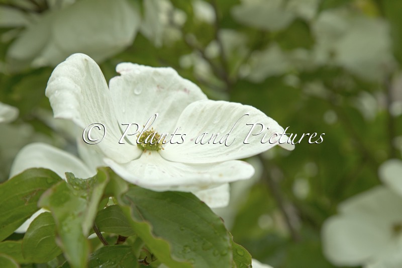 Cornus ‘KN30 8’ (VENUS)