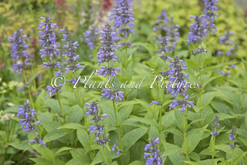 Nepeta ‘Bocombsky’ (MR BLUE SKY)