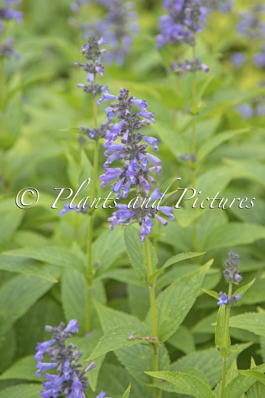Nepeta ‘Bocombsky’ (MR BLUE SKY)