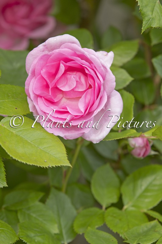 Rosa ‘Ausfirst’ (CONSTANCE SPRY)