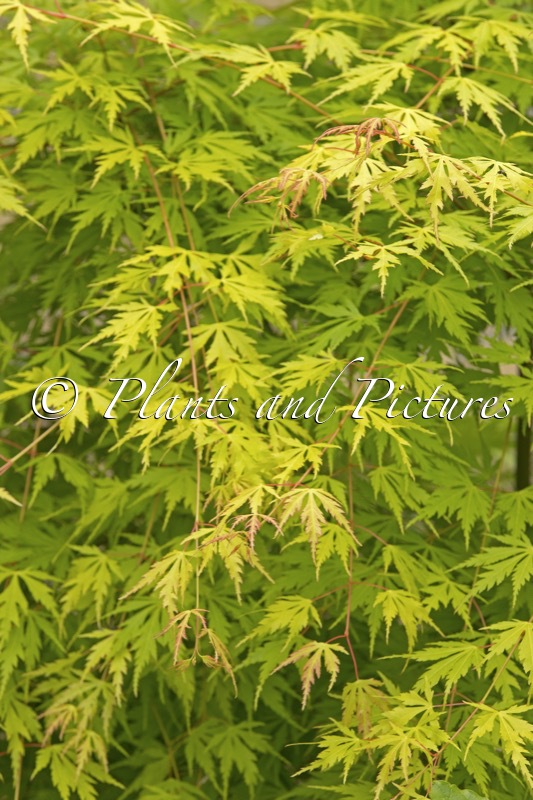 Acer palmatum ‘Sonkoot9’ (ORANGE LACE)