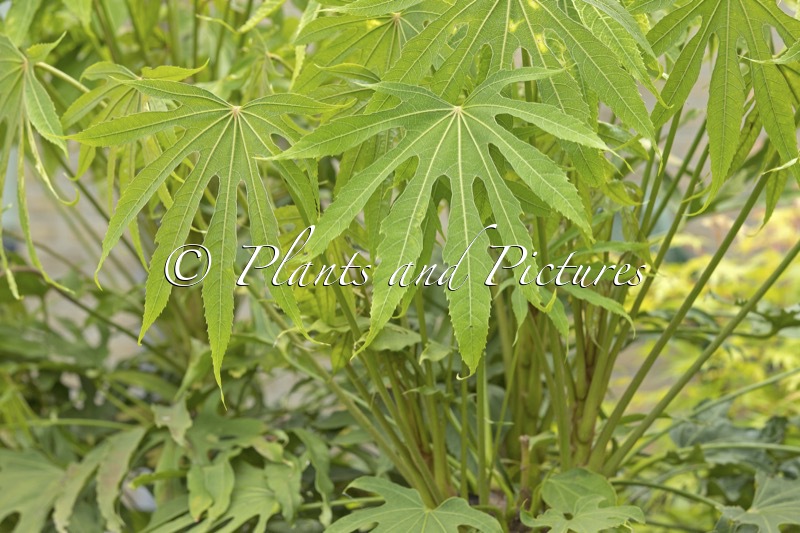 Fatsia polycarpa ‘Green Fingers’