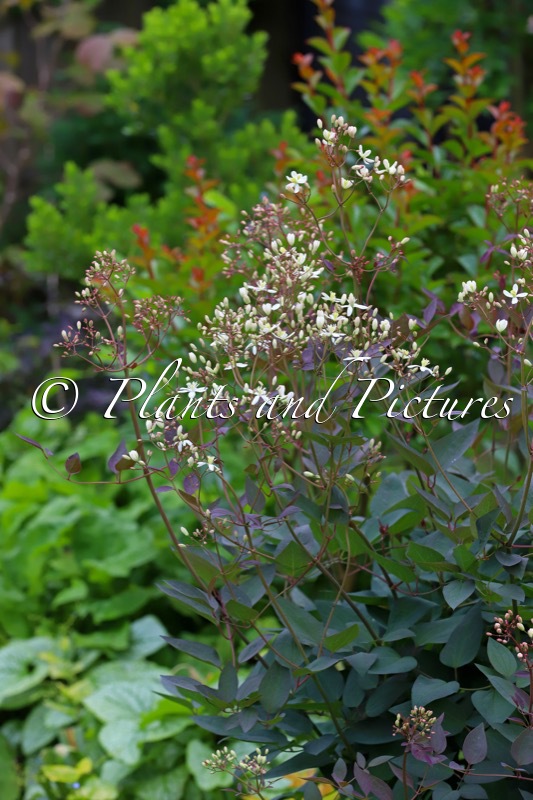 Clematis recta ‘Purpurea’
