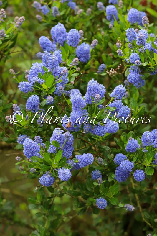 Ceanothus ‘Spring Party’