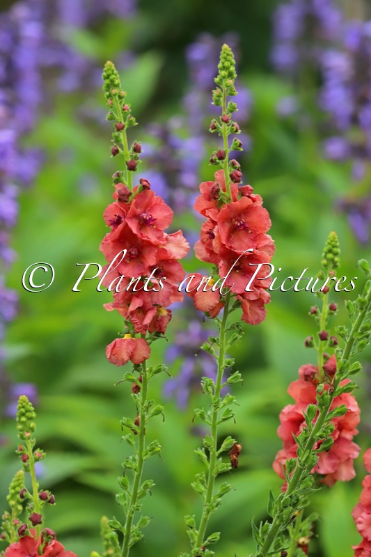 Verbascum ‘Petra’