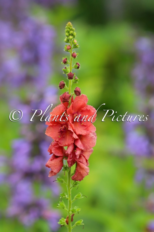 Verbascum ‘Petra’