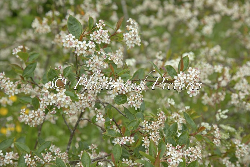 Aronia arbutifolia