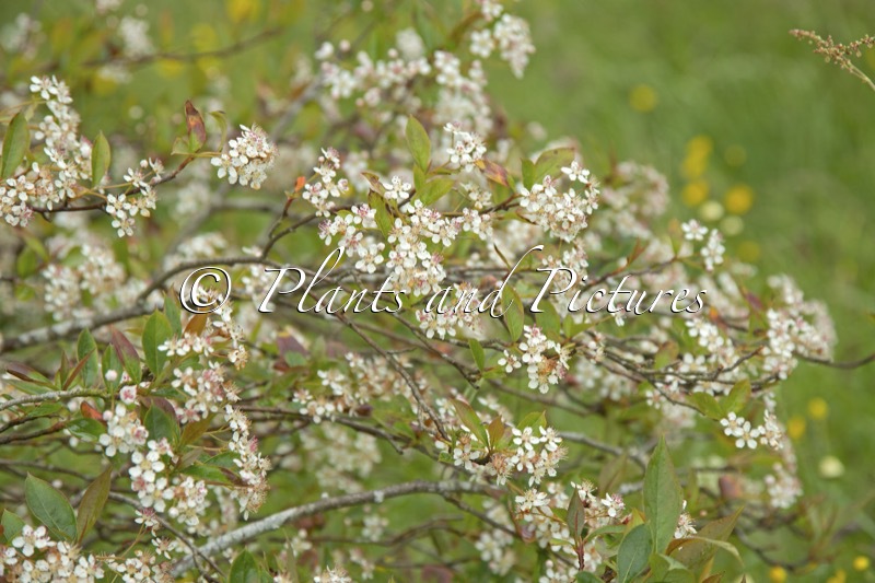 Aronia arbutifolia