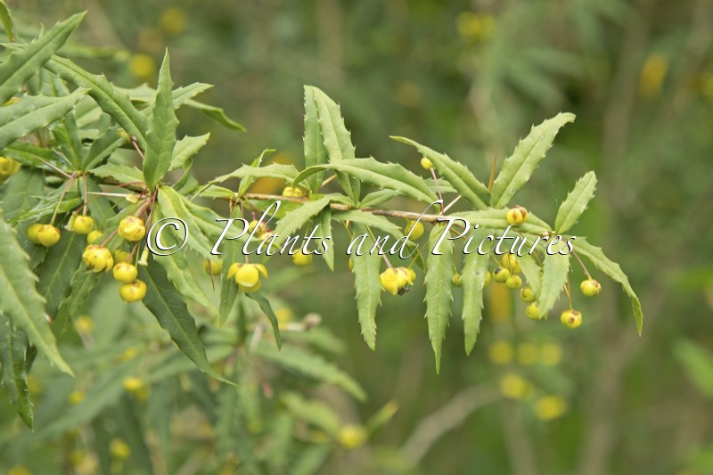 Berberis gagnepainii var. lanceifolia