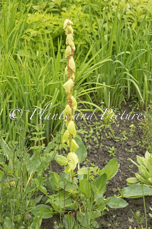 Rheum alexandrae