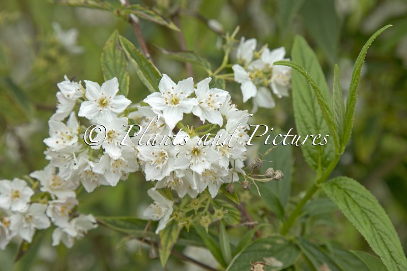 Deutzia longifolia var. farreri