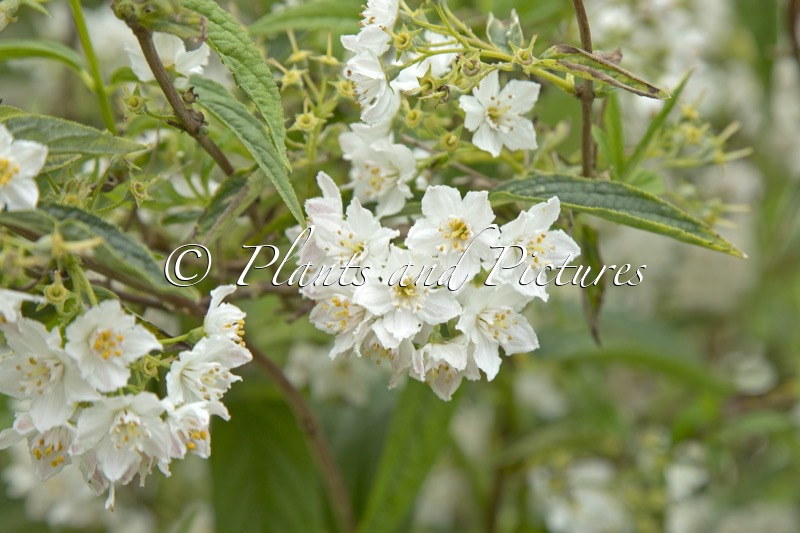 Deutzia longifolia var. farreri