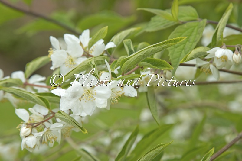 Philadelphus purpurascens var. venustus