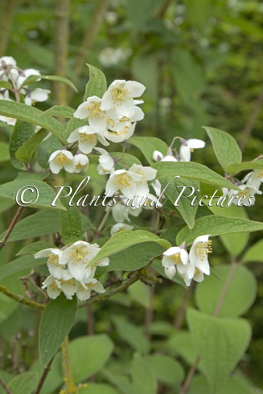Philadelphus delavayi