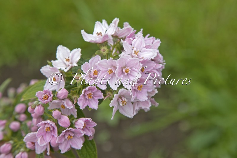 Deutzia longifolia