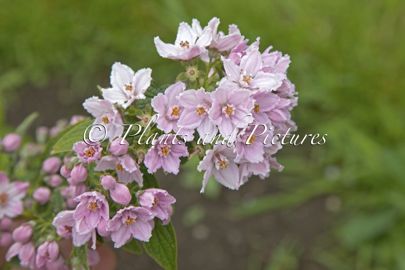 Deutzia longifolia