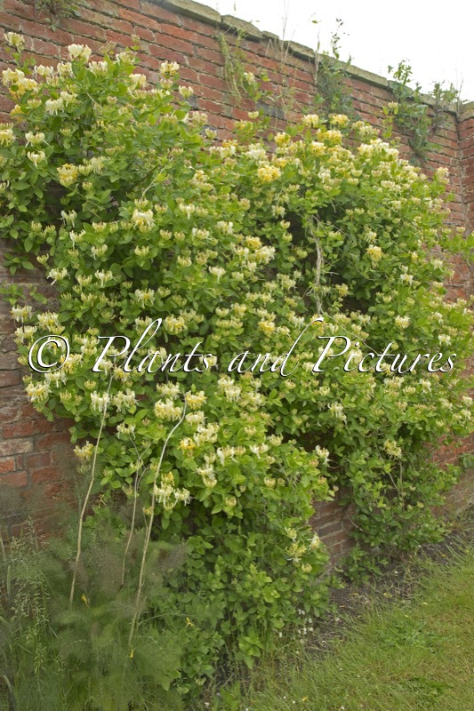 Lonicera periclymenum ‘Scentsation’